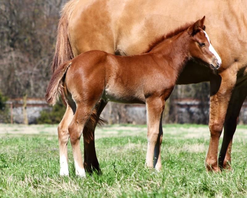 Quarter Horses for Sale, Paint Horses, Reining Horses for sale at